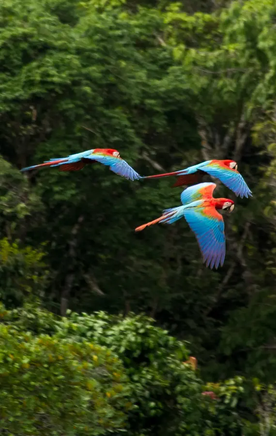 bird_image
